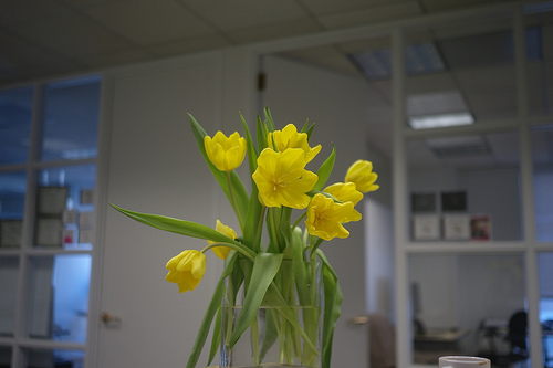 Decorar las oficinas con plantas incrementa la productividad de los empleados