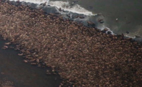 35 mil morsas se refugian en las costas de Alaska como consecuencia del deshielo
