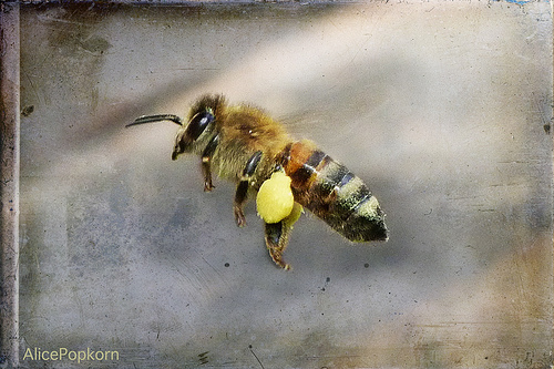 Desaparición de abejas está ligado a la reducción de variedad de flores