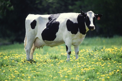 Se necesita reducir el consumo de carne y lácteos para revertir tendencia del calentamiento global