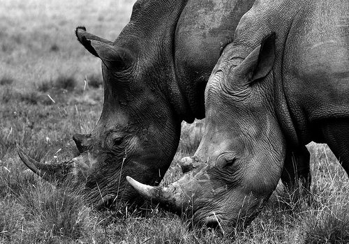La matanza de rinocerontes se incrementó casi en 400% desde el 2010.