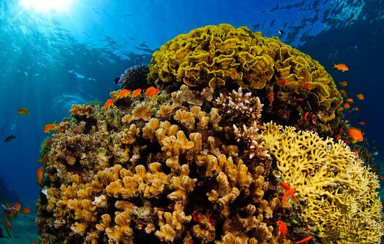 Investigan la respuesta de los corales al calentamiento global