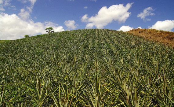 FUNIBER promueve innovación e inclusión en la agroindustria