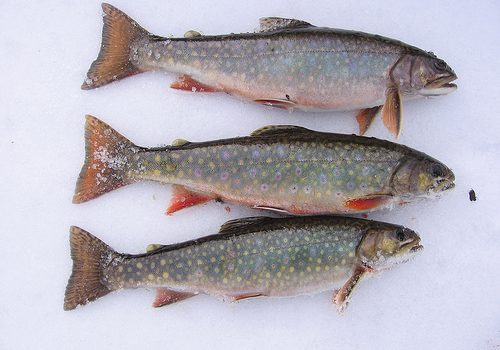 Consumo elevado de pescado durante el embarazo podría aumentar el riesgo de obesidad en niños