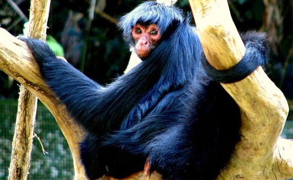 Esfuerzos para proteger a algunas especies de simios en México
