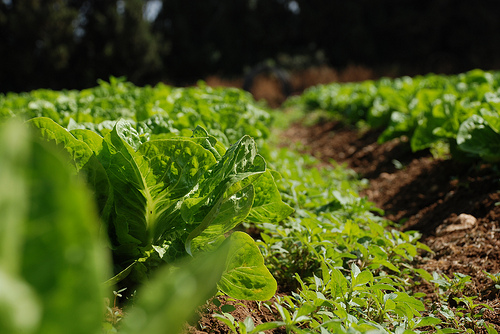 Cambios necesarios en la agricultura para combatir el cambio climático