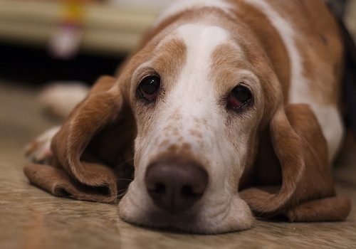 Beneficios de tener una mascota para personas de la tercera edad