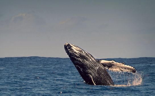 Océano más seguro para las ballenas