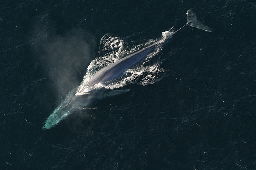 Nuevo sistema de alerta para proteger a la ballena azul