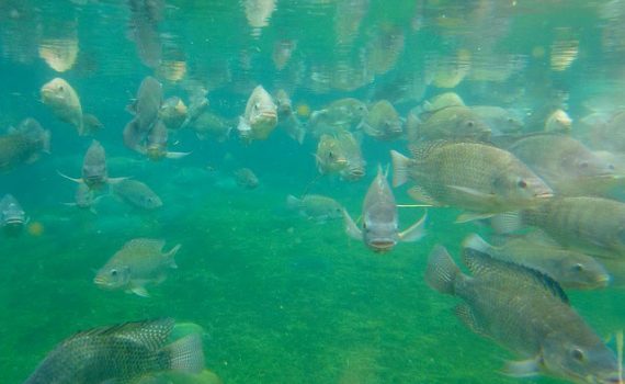 Empresa apuesta en la innovación en centro de crianza de peces