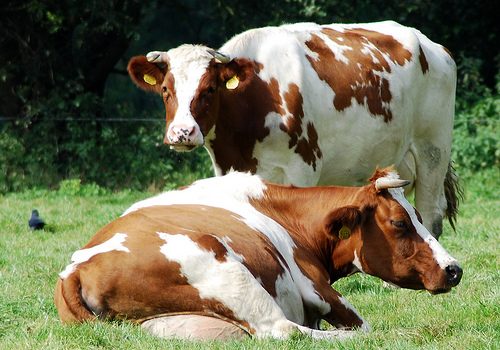 La ONU recomienda eliminar la carne y los lácteos de la dieta