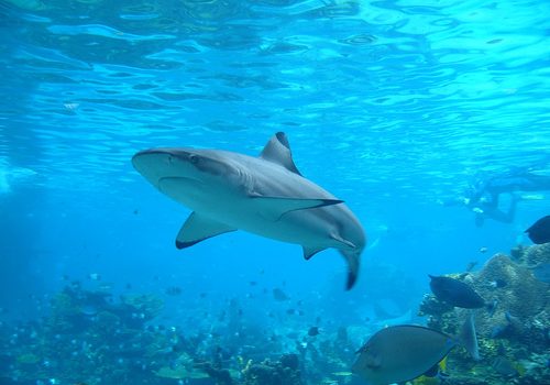 Compuesto en hígado de tiburón podría reducir mal de Parkinson
