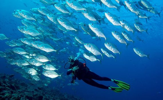 Chile amplía la protección de las áreas marinas