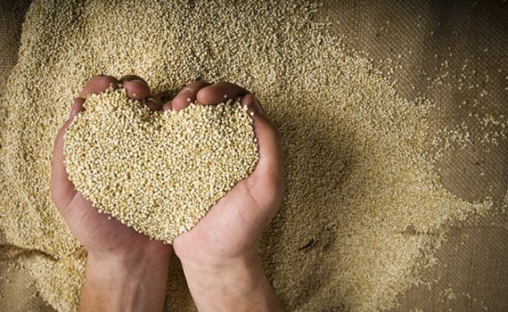 Equipo de investigadores internacionales estudia genoma de la quinoa