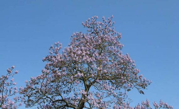 El árbol que nos ayudaría a combatir el calentamiento global