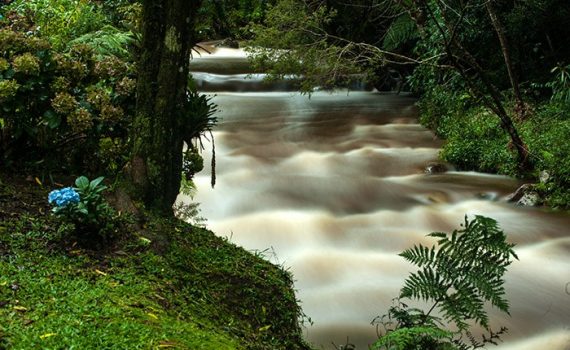 Estudio identifica migraciones de especies en Río de la Plata