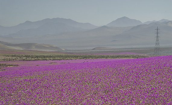 Atacama se llena de flores durante el “desierto florido”