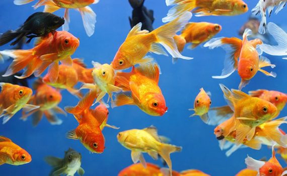 Tras el terremoto, peces de estanques escapan y amenazan a la fauna local