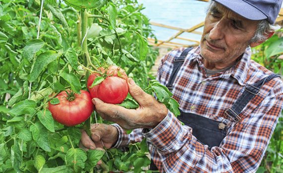 Un proyecto de huertos sociales proporciona alimentos a ancianos sin recursos