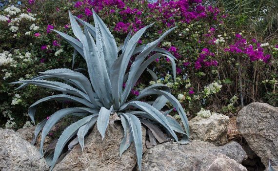 Investigadores mexicanos encuentran nuevas especies de agave