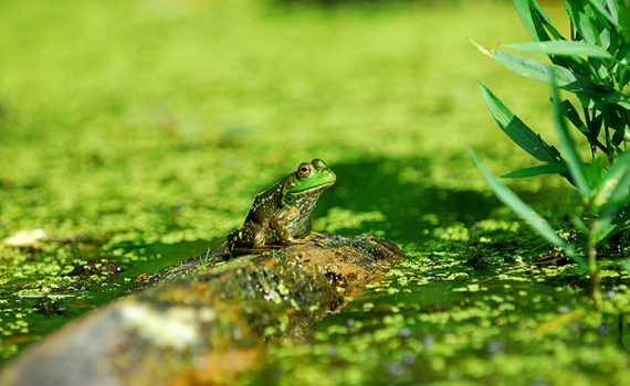 Uruguay se moviliza para cazar especie invasora exótica