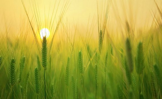 Rendimiento de la energía solar en el campo