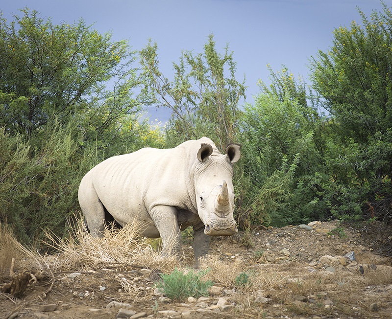 Muere último varón de los rinocerontes blancos del norte