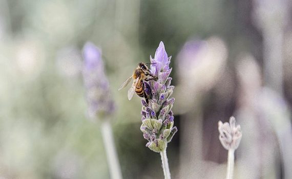 Hay que proteger a los insectos del cambio climático