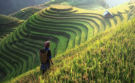 Niveles elevados de CO2 afectan el valor nutritivo del arroz