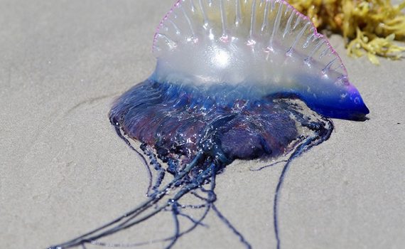 Carabelas portuguesas y medusas invaden el mar Mediterráneo