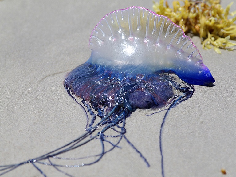 Carabelas, portugués y medusas invaden el mar Mediterráneo
