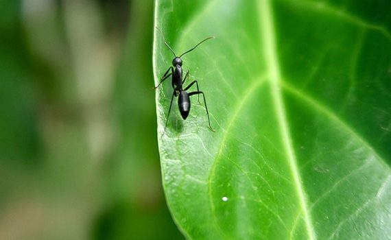 Hongo Zombi se adapta al cambio climático