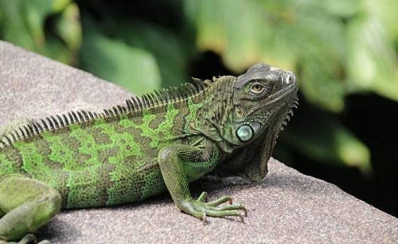República Dominicana pide a la población que no compre iguana verde