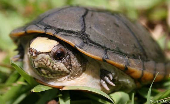 México anuncia el descubrimiento de nueva especie de tortuga