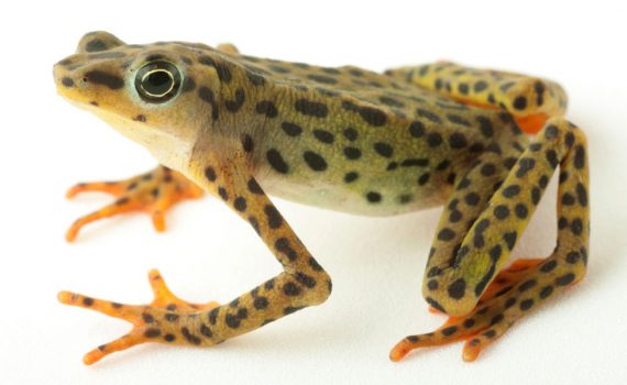 Redescubren cuatro especies de anfibios consideradas extinguidas