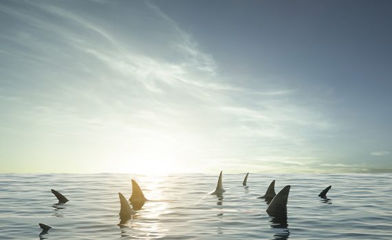 Europa prohíbe el desembarque de tiburones sin aletas