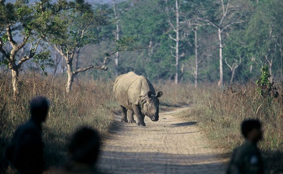 En 40 años desaparecieron un 60% de las especies