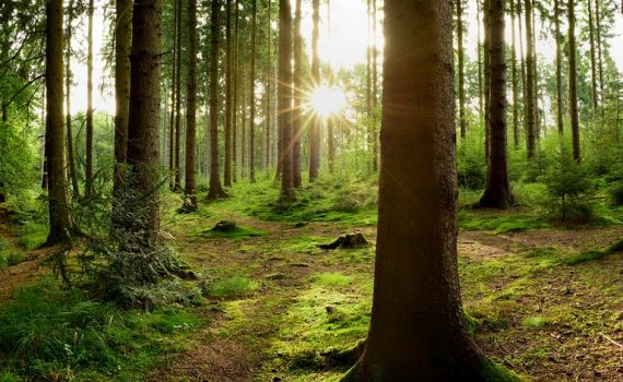 Crean un sistema capaz de monitorizar el crecimiento de los bosques