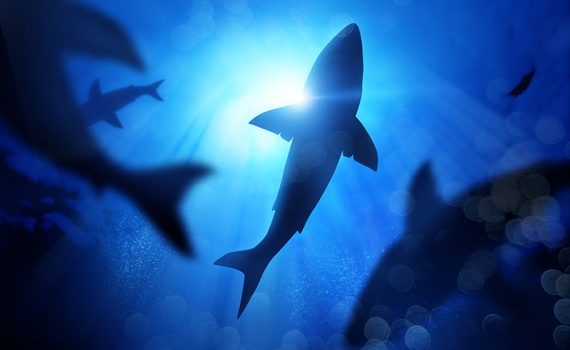 La mala fama y la pesca amenazan a los tiburones