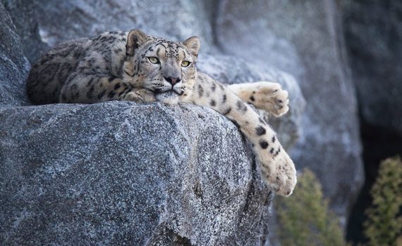 La amenaza que ronda los leopardos de las nieves