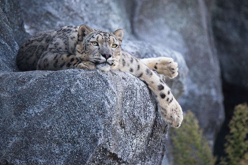 La amenaza que ronda los leopardos de las nieves