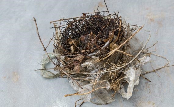 Los pájaros usan la basura para construir nidos