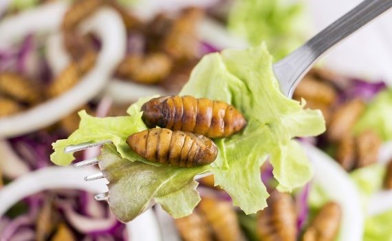 Hay insectos en el plato: opción nutritiva y sostenible
