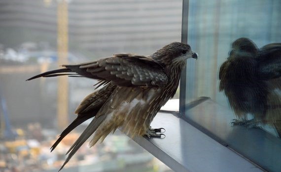 A partir de las telarañas inventan un vidrio que evita la muerte de las aves