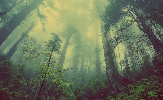 Los bosques han estado perdiendo su capacidad de neutralizar el carbono