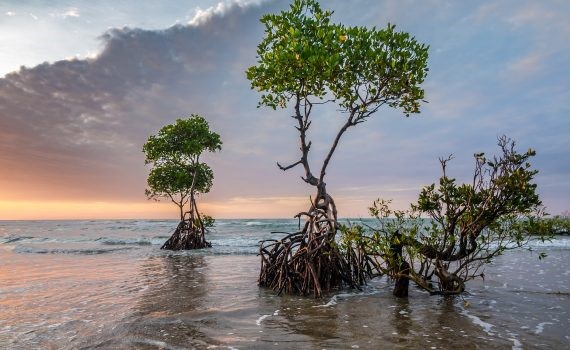 Proyecto recupera manglares en Cuba
