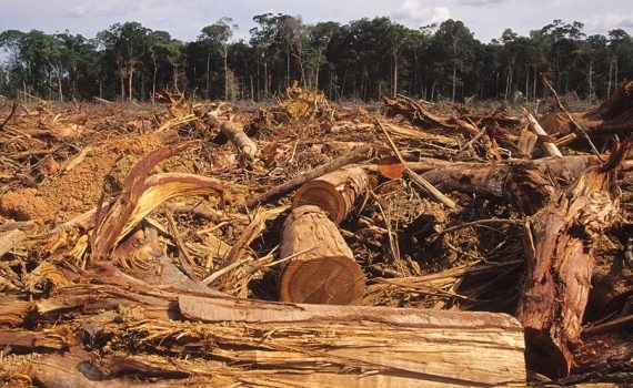 La carne y la soja provocan una mayor deforestación en la Amazonía brasileña