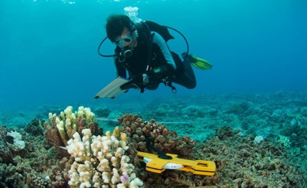 Los arrecifes podrían extinguirse a causa de las emisiones