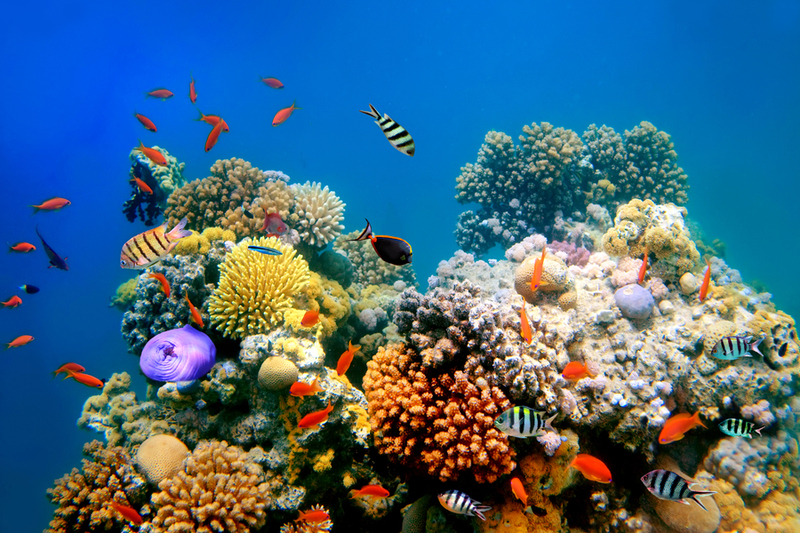 La Gran Barrera de Coral de Australia en peligro
