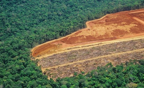 Se venden tierras de la Amazonia en las redes sociales